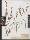 Foto von Salix aurita L. x Salix repens L.